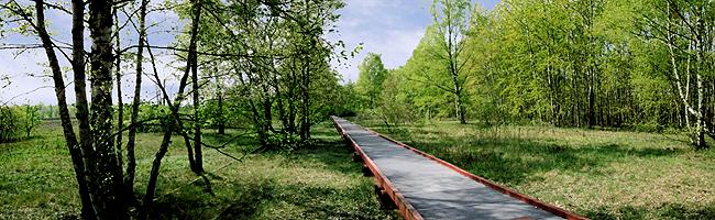 Holzbohlenweg in einem Birkenwald